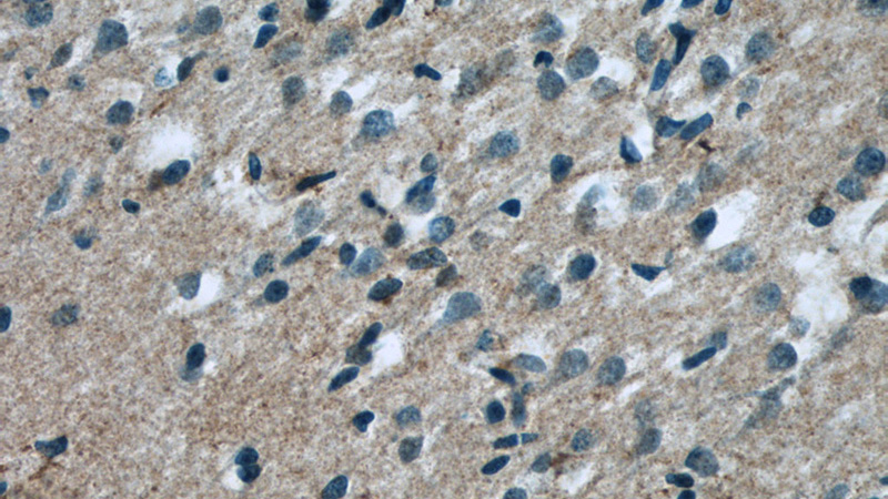 Immunohistochemistry of paraffin-embedded human brain tissue slide using Catalog No:108157(ARMETL1 Antibody) at dilution of 1:50 (under 40x lens)