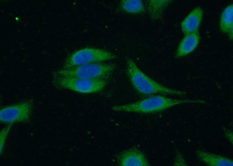 Immunofluorescent analysis of (-20oc Ethanol) fixed HeLa cells using Catalog No:114472(RASAL2 Antibody) at dilution of 1:50 and Alexa Fluor 488-congugated AffiniPure Goat Anti-Rabbit IgG(H+L)