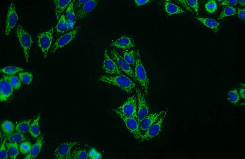 Immunofluorescent analysis of HepG2 cells using Catalog No:112674(MLF1IP Antibody) at dilution of 1:25 and Alexa Fluor 488-congugated AffiniPure Goat Anti-Rabbit IgG(H+L)