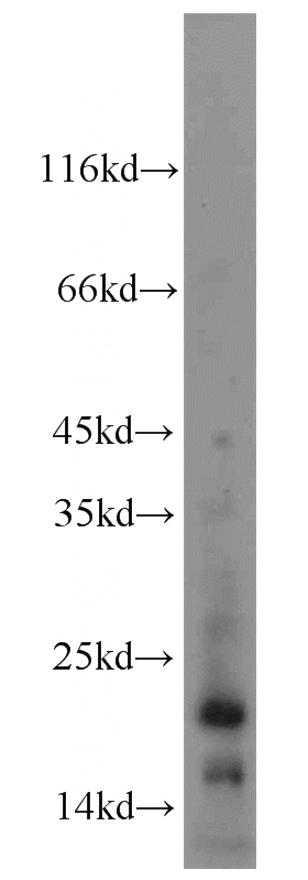 NIH/3T3 cells were subjected to SDS PAGE followed by western blot with Catalog No:112071(KISS1 antibody) at dilution of 1:500