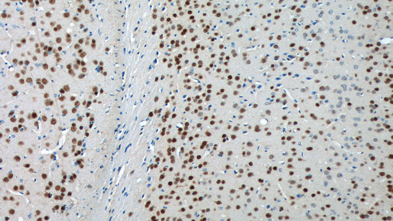 Immunohistochemistry of paraffin-embedded mouse brain tissue slide using Catalog No:107665(A2BP1 Antibody) at dilution of 1:200 (under 10x lens).