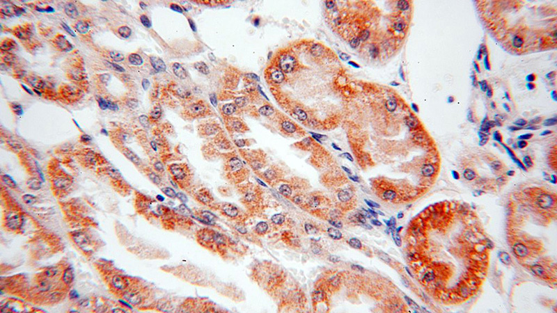 Immunohistochemical of paraffin-embedded human kidney using Catalog No:112281(LMF2 antibody) at dilution of 1:100 (under 40x lens)