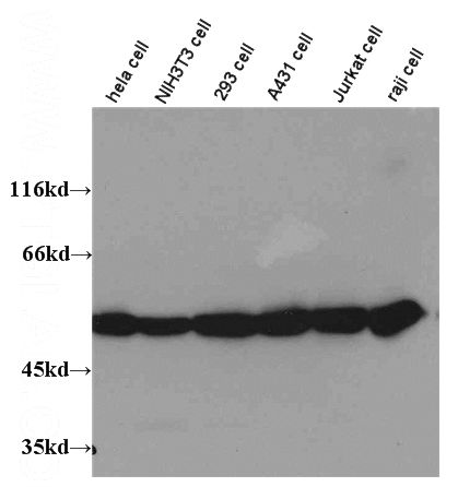 Western blot on multiple cells with anti-Tubulin-Alpha (Catalog No:117297) at dilution 1:1,000.