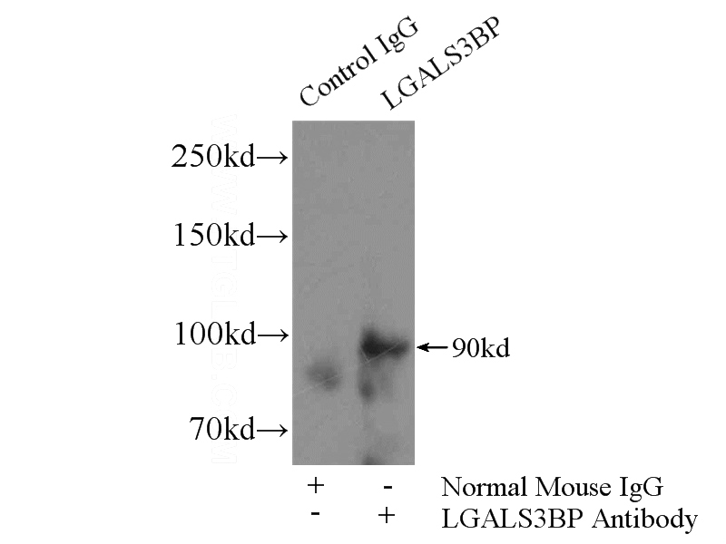 IP Result of anti-LGALS3BP (IP:Catalog No:107376, 5ug; Detection:Catalog No:107376 1:1000) with human plasma tissue lysate 4000ug.