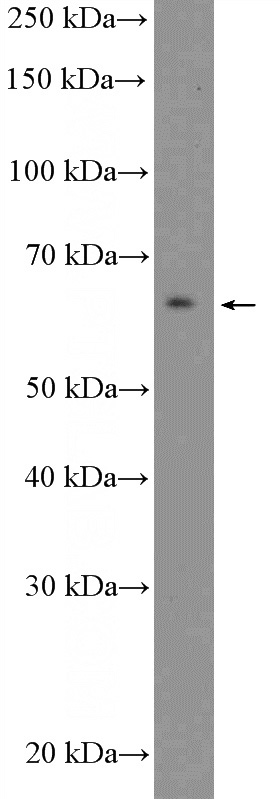 HEK-293 cells were subjected to SDS PAGE followed by western blot with Catalog No:109519(CPNE8 Antibody) at dilution of 1:300