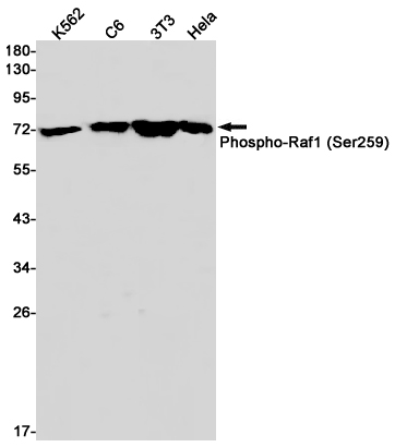 Western blot detection of Phospho-Raf1 (Ser259) in K562,C6,3T3,Hela cell lysates using Phospho-Raf1 (Ser259) Rabbit pAb(1:1000 diluted).Predicted band size:73kDa.Observed band size:73kDa.