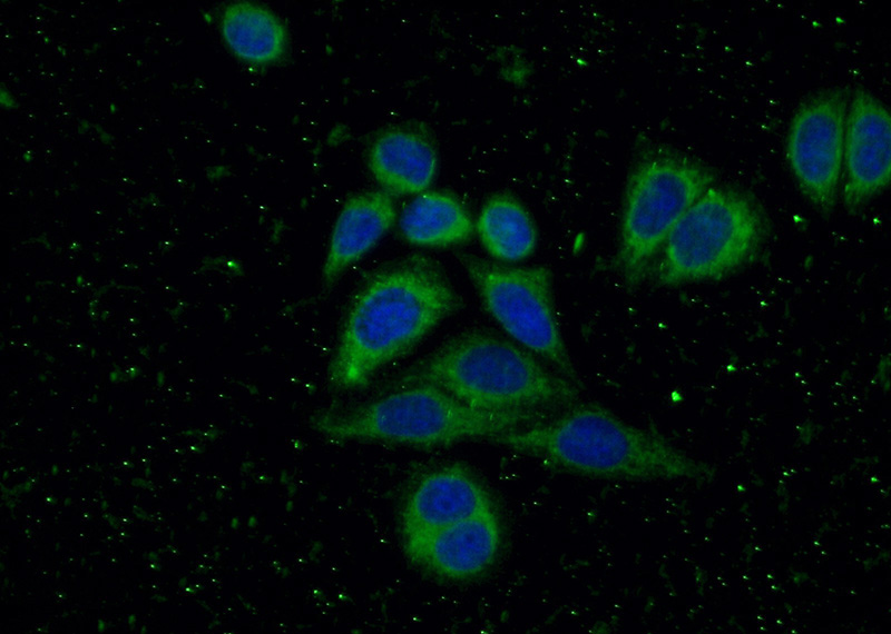 Immunofluorescent analysis of (-20oc Ethanol) fixed HepG2 cells using Catalog No:113407(NUCB1 Antibody) at dilution of 1:50 and Alexa Fluor 488-congugated AffiniPure Goat Anti-Rabbit IgG(H+L)