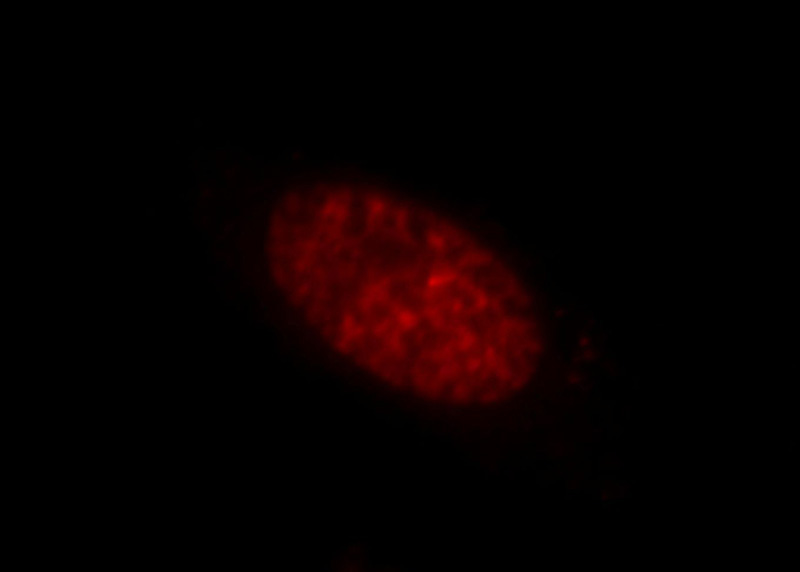 Immunofluorescent analysis of HepG2 cells, using KCTD15 antibody Catalog No:112020 at 1:25 dilution and Rhodamine-labeled goat anti-rabbit IgG (red).
