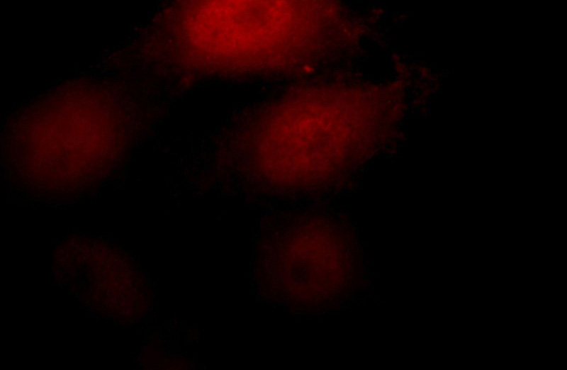 Immunofluorescent analysis of HepG2 cells, using NR3C1 antibody Catalog No:111041 at 1:50 dilution and Rhodamine-labeled goat anti-rabbit IgG (red).