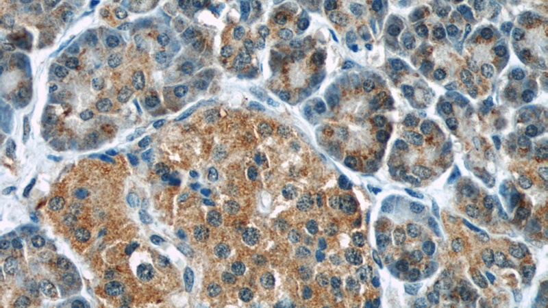 Immunohistochemical of paraffin-embedded human pancreas using Catalog No:107499(RBBP9 antibody) at dilution of 1:50 (under 40x lens)