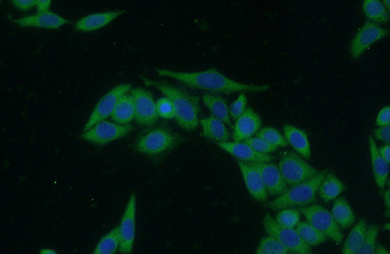 Immunofluorescent analysis of HeLa cells using Catalog No:112709(MMP9 Antibody) at dilution of 1:50 and Alexa Fluor 488-congugated AffiniPure Goat Anti-Rabbit IgG(H+L)