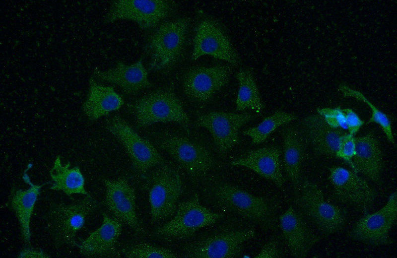 Immunofluorescent analysis of (-20oc Ethanol) fixed SH-SY5Y cells using Catalog No:108913(CAMK2A Antibody) at dilution of 1:50 and Alexa Fluor 488-congugated AffiniPure Goat Anti-Rabbit IgG(H+L)