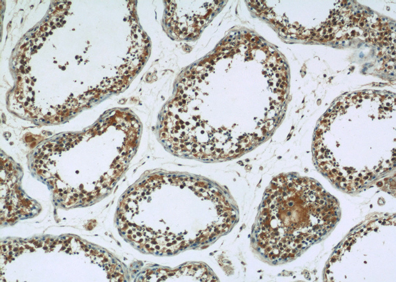 Immunohistochemistry of paraffin-embedded human testis tissue slide using Catalog No:108010(PRKAG1 Antibody) at dilution of 1:50 (under 10x lens)
