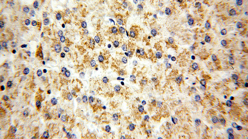 Immunohistochemical of paraffin-embedded human liver using Catalog No:114769(RNMTL1 antibody) at dilution of 1:100 (under 40x lens)