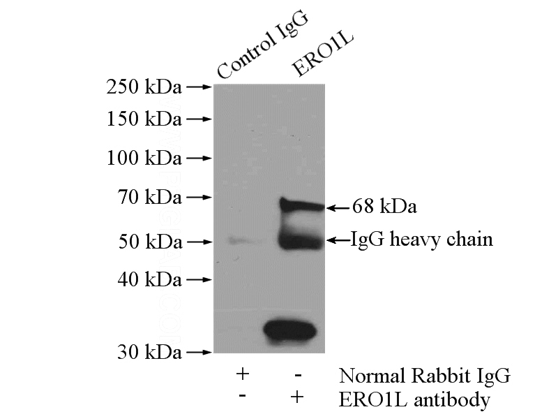 IP Result of anti-ERO1L (IP:Catalog No:110369, 4ug; Detection:Catalog No:110369 1:300) with L02 cells lysate 1400ug.