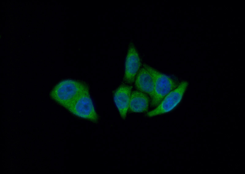 Immunofluorescent analysis of (10% Formaldehyde) fixed HepG2 cells using Catalog No:109849(DEFA1 Antibody) at dilution of 1:50 and Alexa Fluor 488-congugated AffiniPure Goat Anti-Rabbit IgG(H+L)