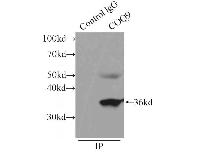 IP Result of anti-COQ9 (IP:Catalog No:109473, 3ug; Detection:Catalog No:109473 1:500) with HeLa cells lysate 1840ug.