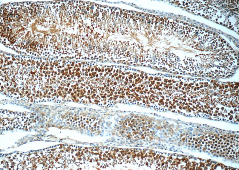 Immunohistochemistry of paraffin-embedded mouse testis tissue slide using Catalog No:108080(ANKRD54 Antibody) at dilution of 1:50 (under 10x lens)