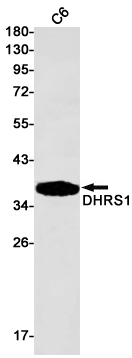 Western blot detection of DHRS1 in C6 cell lysates using DHRS1 Rabbit pAb(1:1000 diluted).Predicted band size:34kDa.Observed band size:34kDa.