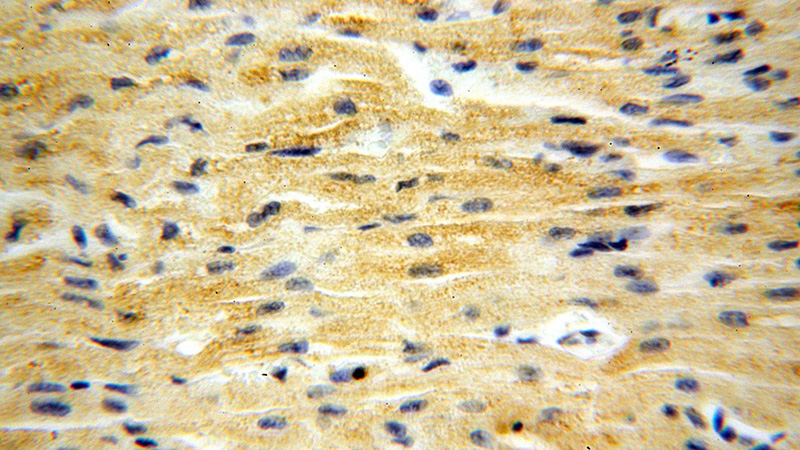 Immunohistochemical of paraffin-embedded human heart using Catalog No:112830(MRPL46 antibody) at dilution of 1:50 (under 40x lens)