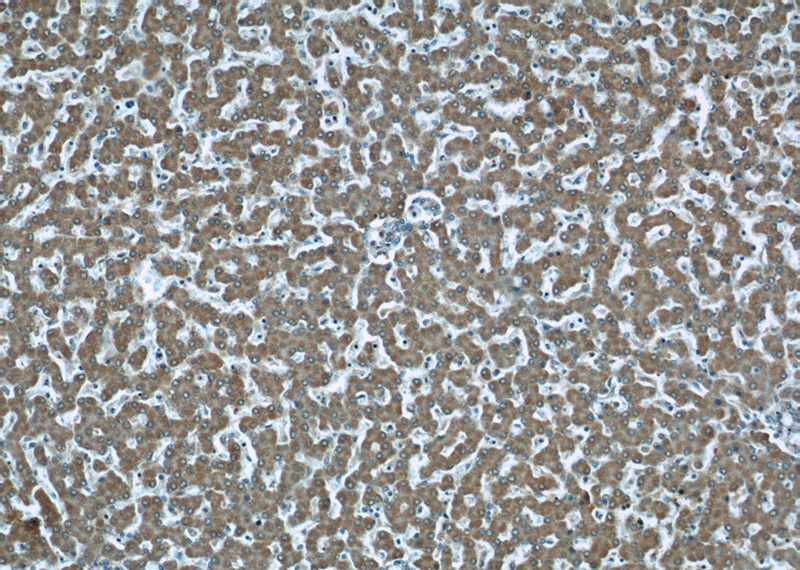 Immunohistochemical of paraffin-embedded human liver using Catalog No:107628(TMEM70 antibody) at dilution of 1:50 (under 10x lens)