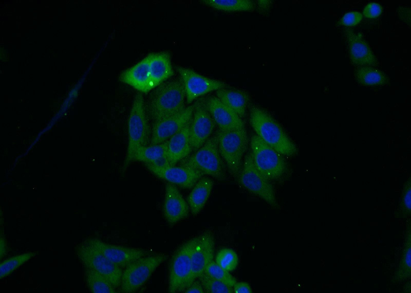 Immunofluorescent analysis of HepG2 cells using Catalog No:114970(SARS Antibody) at dilution of 1:25 and Alexa Fluor 488-congugated AffiniPure Goat Anti-Rabbit IgG(H+L)