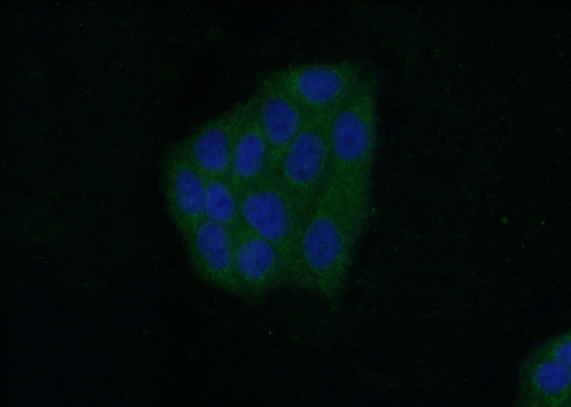 Immunofluorescent analysis of (10% Formaldehyde) fixed HepG2 cells using Catalog No:111388(HDHD2 Antibody) at dilution of 1:50 and Alexa Fluor 488-congugated AffiniPure Goat Anti-Rabbit IgG(H+L)