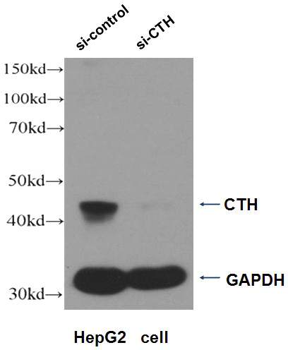 WB result of CTH antibody (Catalog No:110858, 1:500) with si-control and si-CTH transfected HepG2 cell.