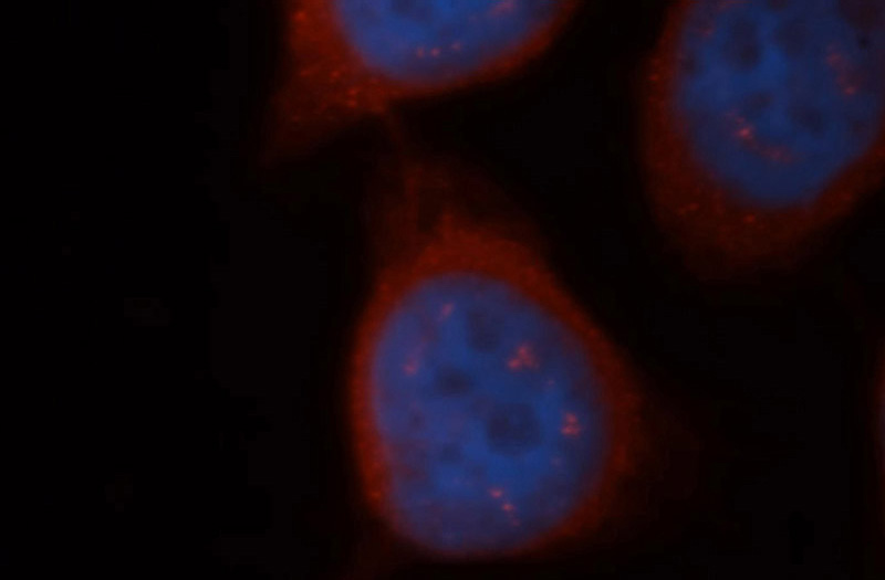 Immunofluorescent analysis of Hela cells, using CBS antibody Catalog No:108942 at 1:50 dilution and Rhodamine-labeled goat anti-rabbit IgG (red). Blue pseudocolor = DAPI (fluorescent DNA dye).