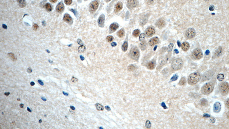 Immunohistochemistry of paraffin-embedded mouse brain tissue slide using Catalog No:113180(NHP2L1 Antibody) at dilution of 1:50 (under 40x lens)
