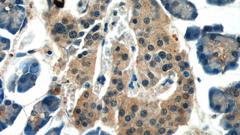 Immunohistochemistry of paraffin-embedded human pancreas tissue slide using Catalog No:107884(ALS2 Antibody) at dilution of 1:50 (under 40x lens)
