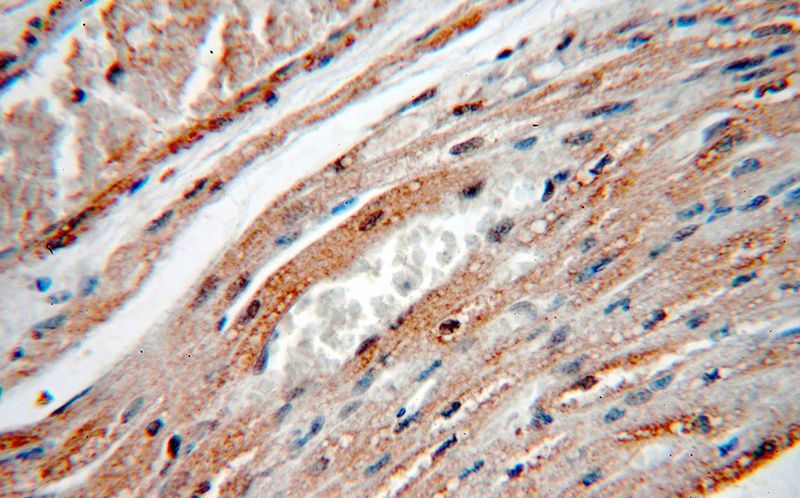 Immunohistochemical of paraffin-embedded human heart using Catalog No:111964(KCNH7 antibody) at dilution of 1:50 (under 40x lens)