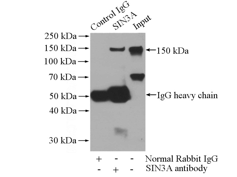 IP Result of anti-SIN3A (IP:Catalog No:115234, 4ug; Detection:Catalog No:115234 1:500) with Jurkat cells lysate 3600ug.