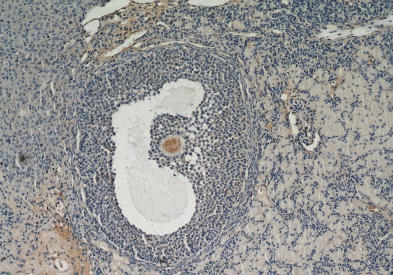 Immunohistochemical of paraffin-embedded mouse ovary using Catalog No:116021(TGFB3 antibody) at dilution of 1:50 (under 10x lens)