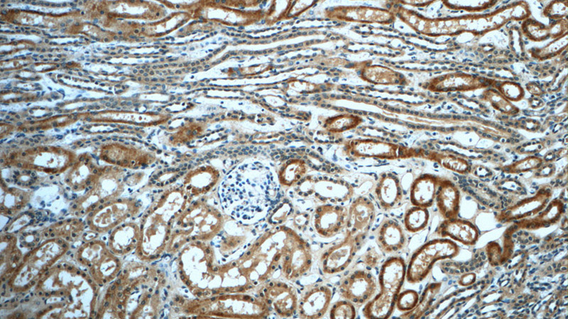 Immunohistochemistry of paraffin-embedded human kidney tissue slide using Catalog No:107577(GLA Antibody) at dilution of 1:50 (under 10x lens)