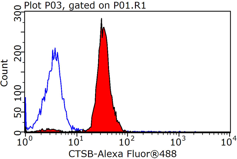 1X10^6 MCF-7 cells were stained with 0.2ug Cathepsin B antibody (Catalog No:108887, red) and control antibody (blue). Fixed with 90% MeOH blocked with 3% BSA (30 min). Alexa Fluor 488-congugated AffiniPure Goat Anti-Rabbit IgG(H+L) with dilution 1:1500.