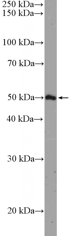 RAW 264.7 cells were subjected to SDS PAGE followed by western blot with Catalog No:108259(ARHGAP1 Antibody) at dilution of 1:600