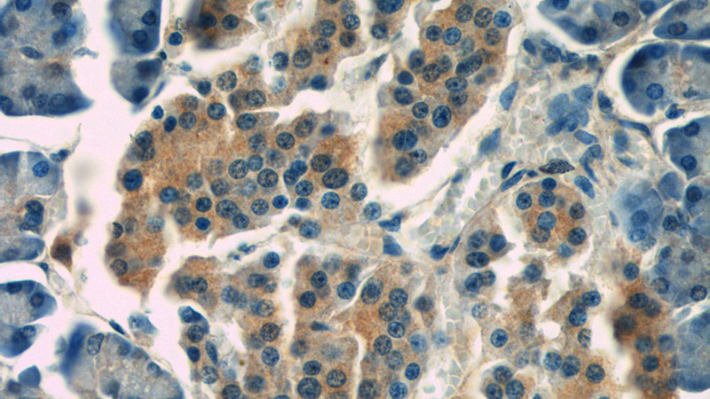 Immunohistochemistry of paraffin-embedded human pancreas tissue slide using Catalog No:107273(IDH1 Antibody) at dilution of 1:200 (under 40x lens)