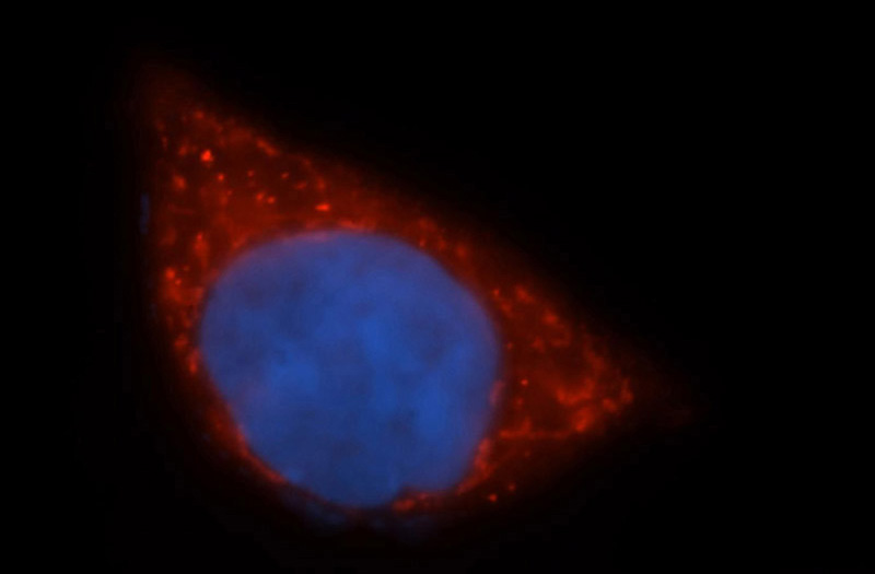 Immunofluorescent analysis of MCF-7 cells, using GOT2 antibody Catalog No:111051 at 1:50 dilution and Rhodamine-labeled goat anti-rabbit IgG (red). Blue pseudocolor = DAPI (fluorescent DNA dye).