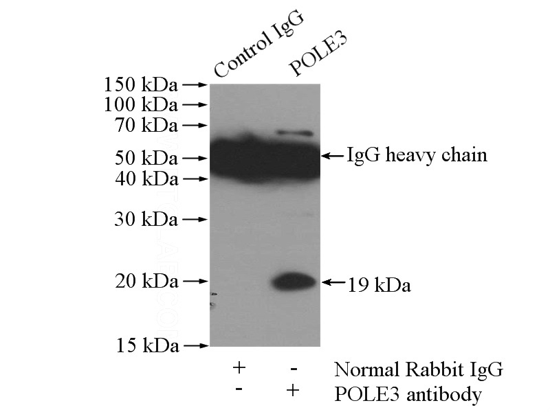 IP Result of anti-POLE3 (IP:Catalog No:114001, 4ug; Detection:Catalog No:114001 1:1000) with HepG2 cells lysate 1800ug.