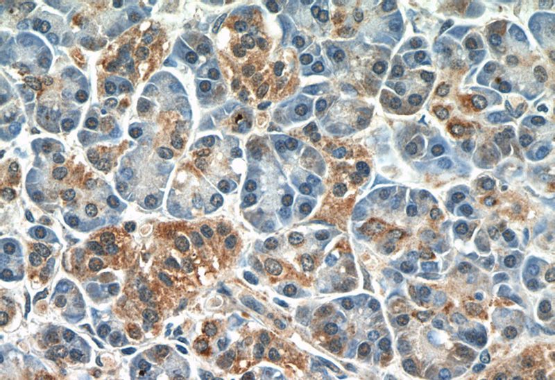 Immunohistochemistry of paraffin-embedded human pancreas tissue slide using Catalog No:110654(FIBP Antibody) at dilution of 1:50 (under 40x lens)