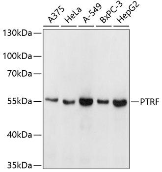 Western blot - PTRF Polyclonal Antibody 