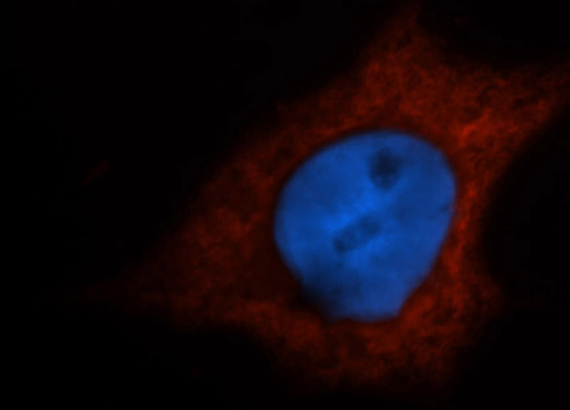 Immunofluorescent analysis of Hela cells, using LDHB antibody Catalog No:112184 at 1:50 dilution and Rhodamine-labeled goat anti-rabbit IgG (red). Blue pseudocolor = DAPI (fluorescent DNA dye).