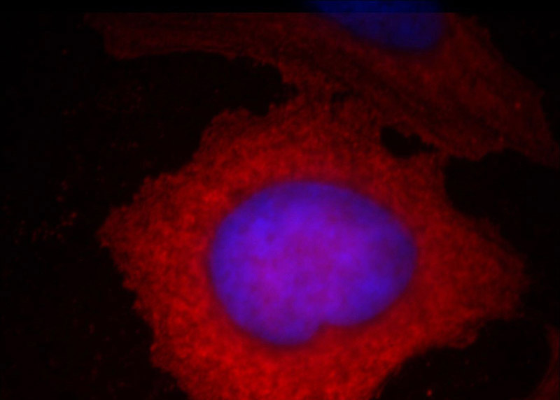 Immunofluorescent analysis of Hela cells, using STC2 antibody Catalog No: at 1:25 dilution and Rhodamine-labeled goat anti-mouse IgG (red). Blue pseudocolor = DAPI (fluorescent DNA dye).
