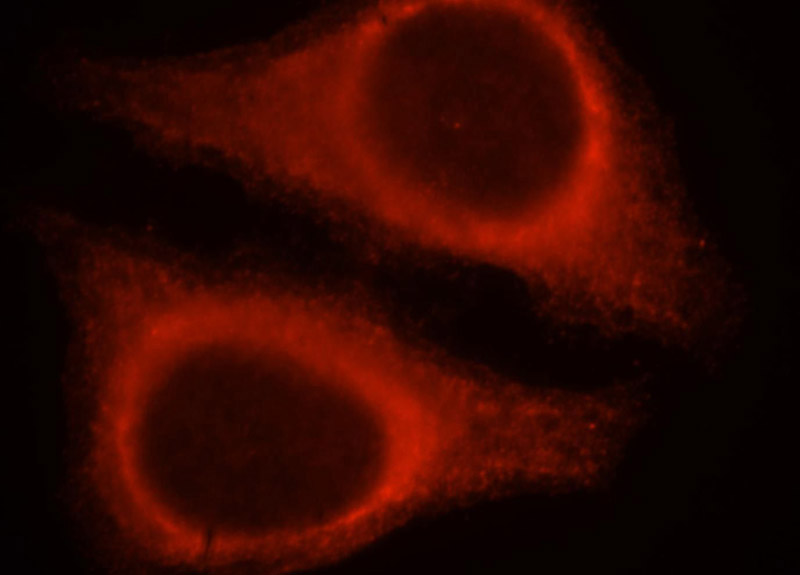 Immunofluorescent analysis of HepG2 cells, using SERPINB13 antibody Catalog No:115202 at 1:25 dilution and Rhodamine-labeled goat anti-rabbit IgG (red).