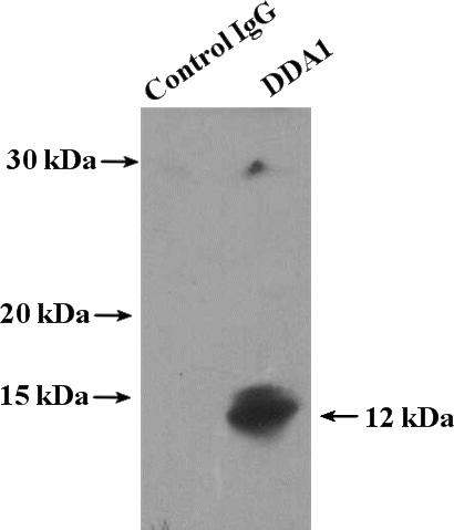 IP Result of anti-DDA1 (IP:Catalog No:109768, 4ug; Detection:Catalog No:109768 1:300) with HepG2 cells lysate 1800ug.