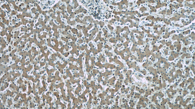 Immunohistochemistry of paraffin-embedded human liver slide using Catalog No:110373(ERP29 Antibody) at dilution of 1:50