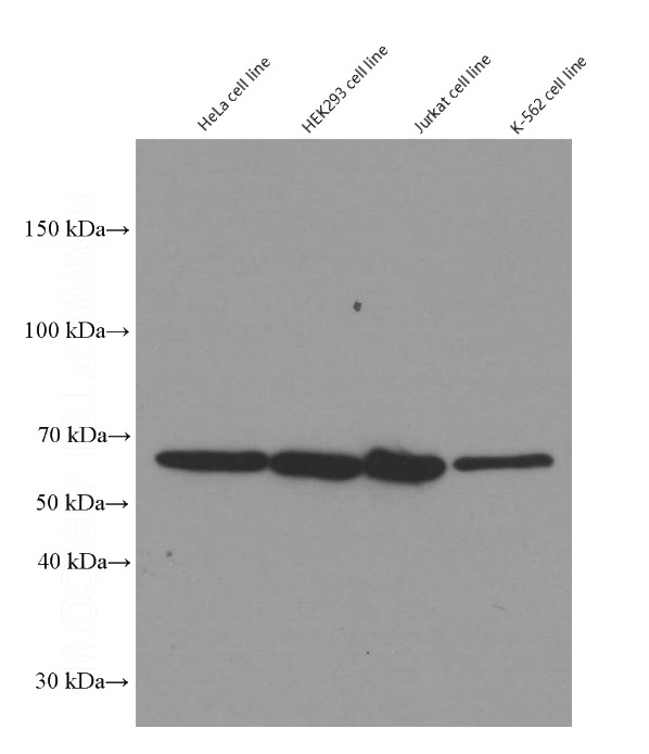 Western blot of YY1 in various human cell lines with Catalog No:117348 at dilution of 1:50000.