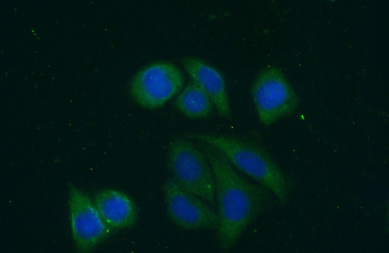 Immunofluorescent analysis of (-20oc Ethanol) fixed HepG2 cells using Catalog No:107876(SERPINF2 Antibody) at dilution of 1:100 and Alexa Fluor 488-congugated AffiniPure Goat Anti-Rabbit IgG(H+L)