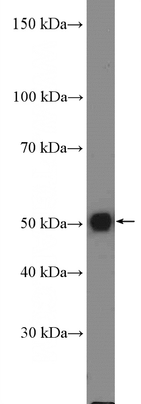mouse brain tissue were subjected to SDS PAGE followed by western blot with Catalog No:115035(S1PR5 Antibody) at dilution of 1:600